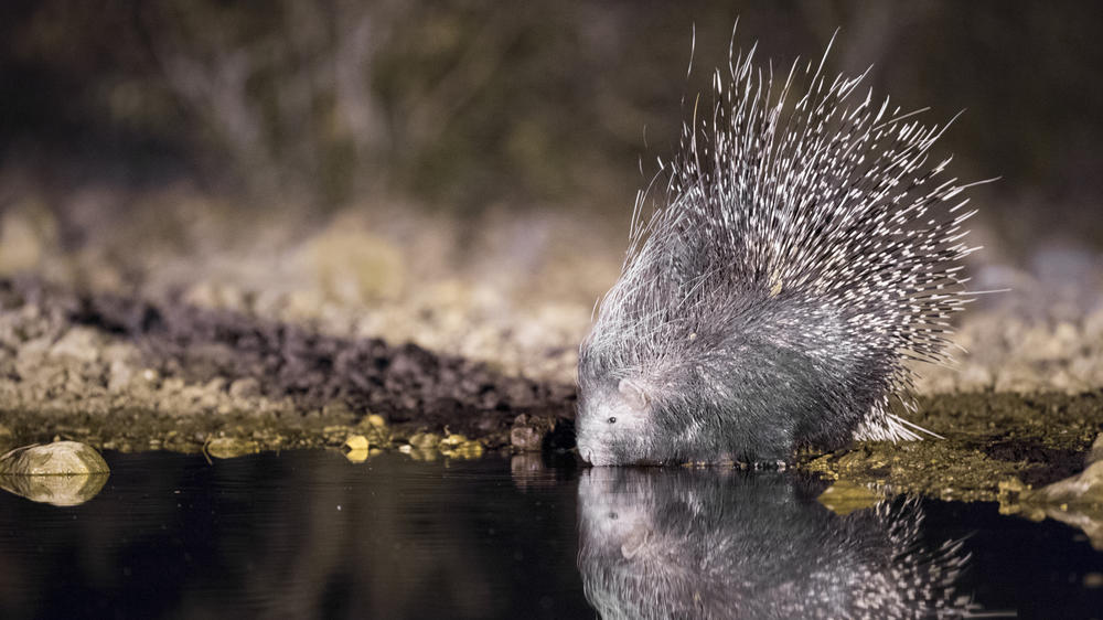 Ongava Private Game Reserve