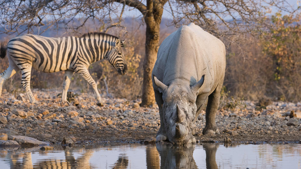 Ongava Private Game Reserve