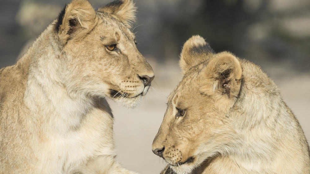 Ongava Private Game Reserve