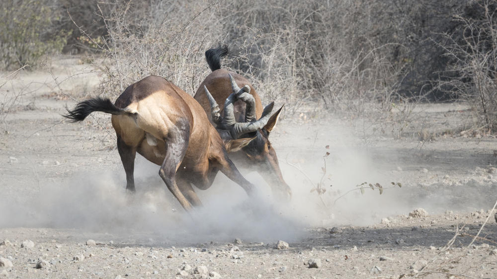 Ongava Private Game Reserve