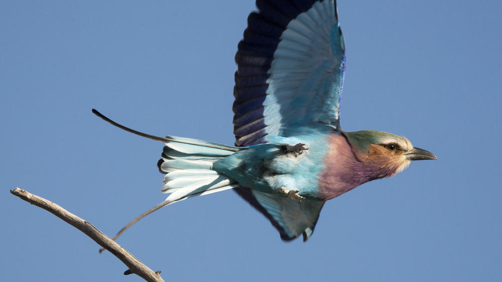 Ongava Private Game Reserve