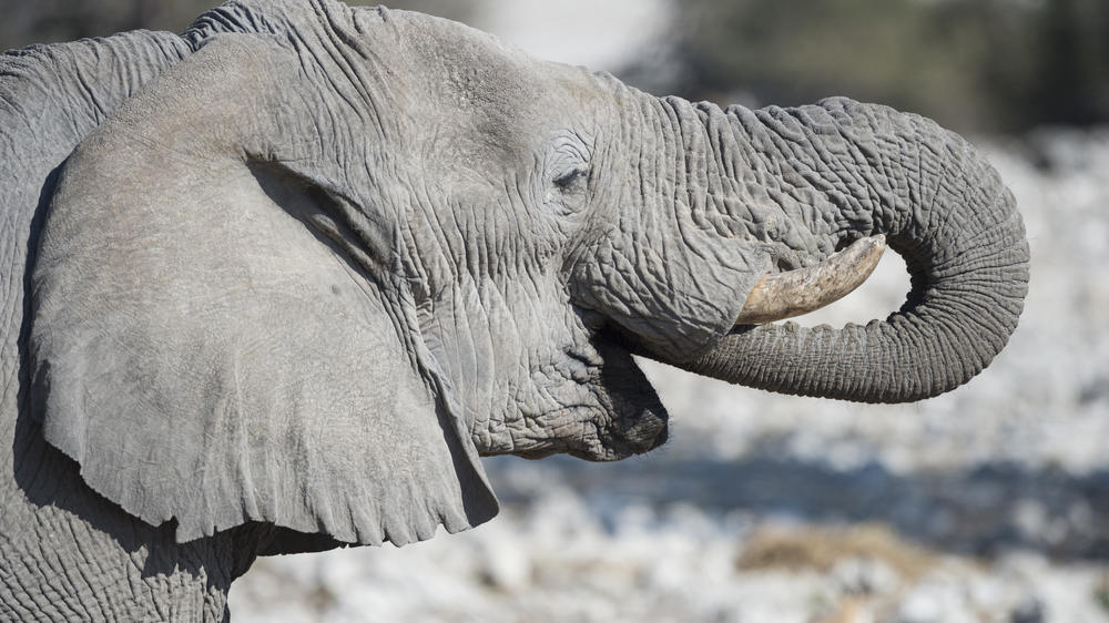 Ongava Private Game Reserve