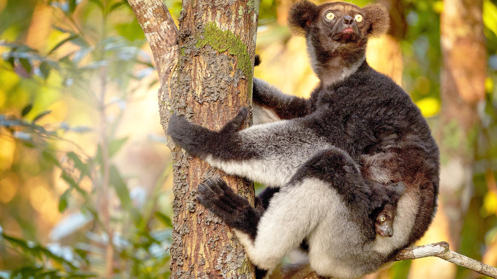 Kirindy Private Reserve