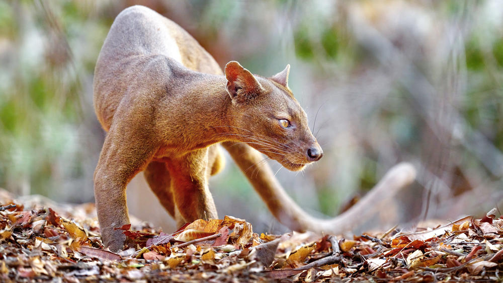 Kirindy Private Reserve