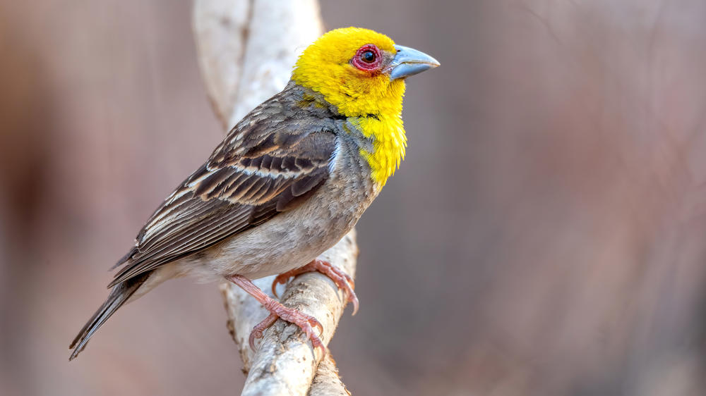 Kirindy Private Reserve