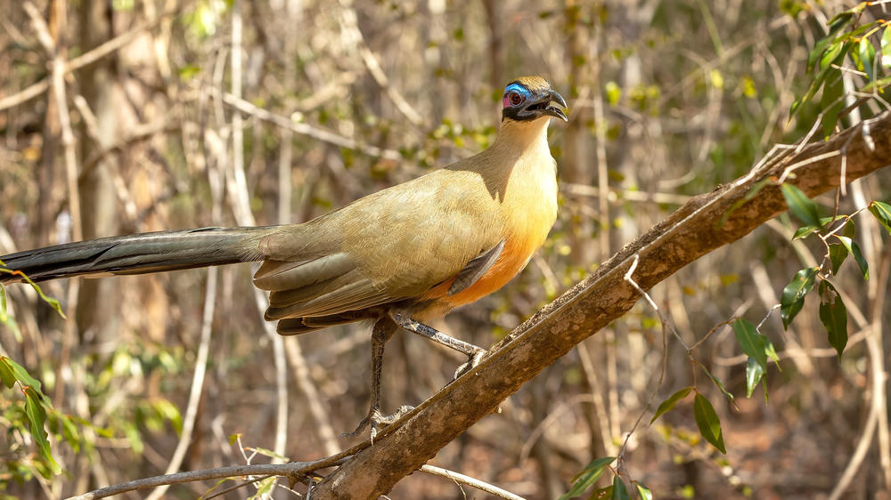 Kirindy Private Reserve