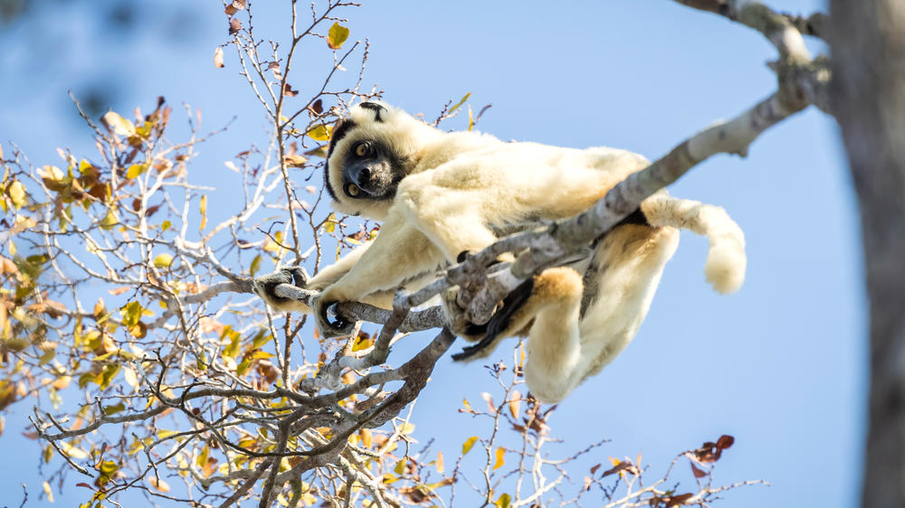 Kirindy Private Reserve