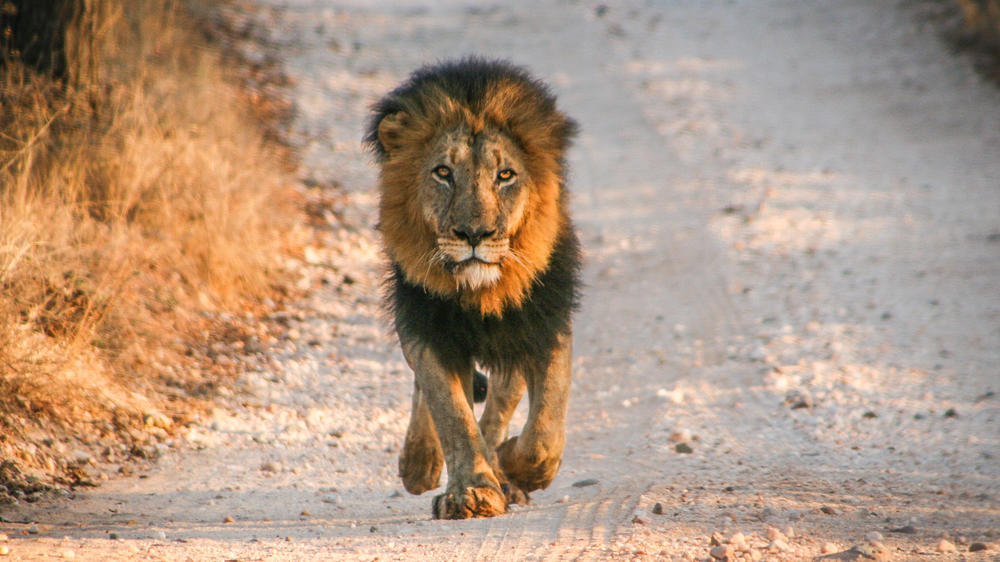 Makalali Private Game Reserve