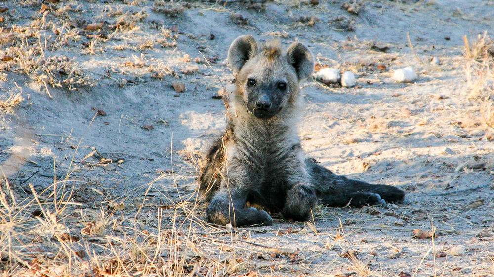 Makalali Private Game Reserve