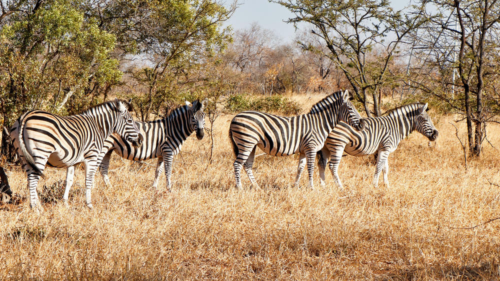 Makalali Private Game Reserve