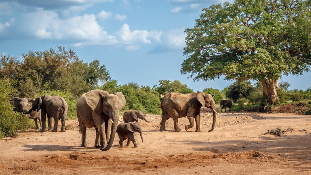 Makalali Private Game Reserve