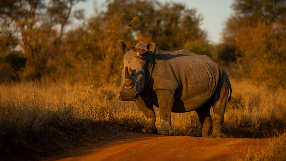Makalali Private Game Reserve