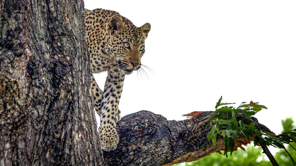 Makalali Private Game Reserve