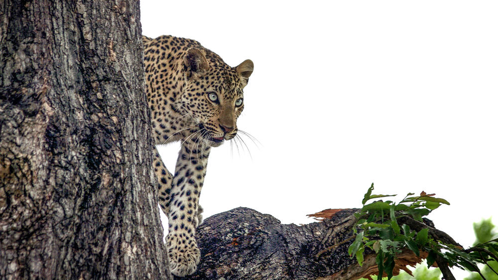 Makalali Private Game Reserve