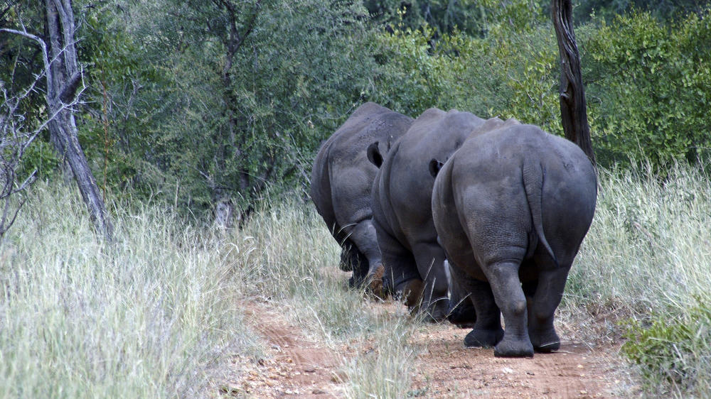 Makalali Private Game Reserve