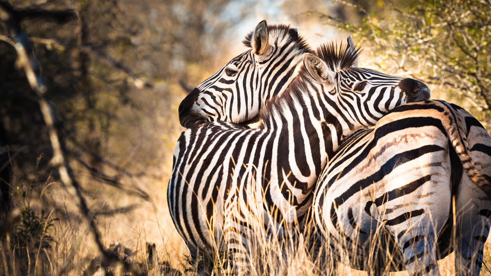 Makalali Private Game Reserve