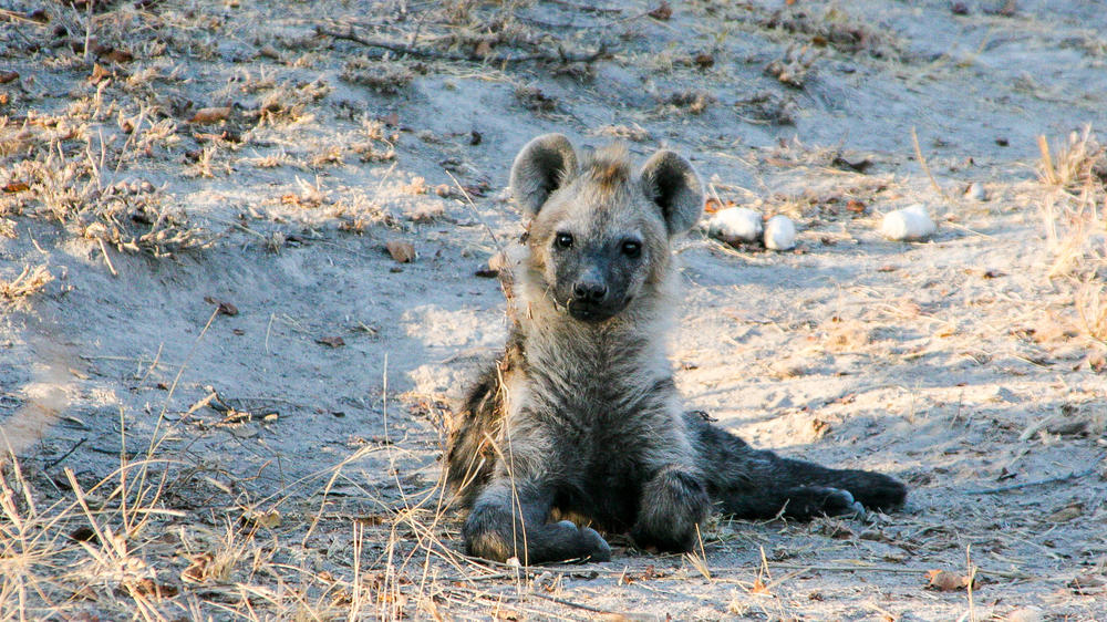 Makalali Private Game Reserve