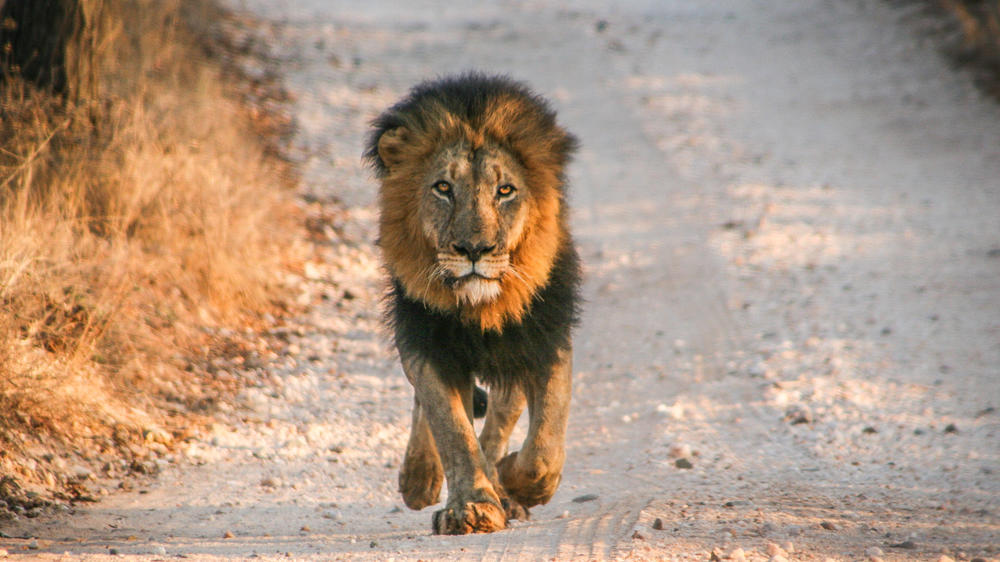 Makalali Private Game Reserve