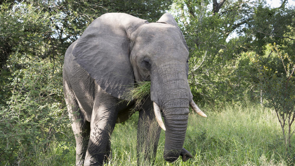 Makalali Private Game Reserve