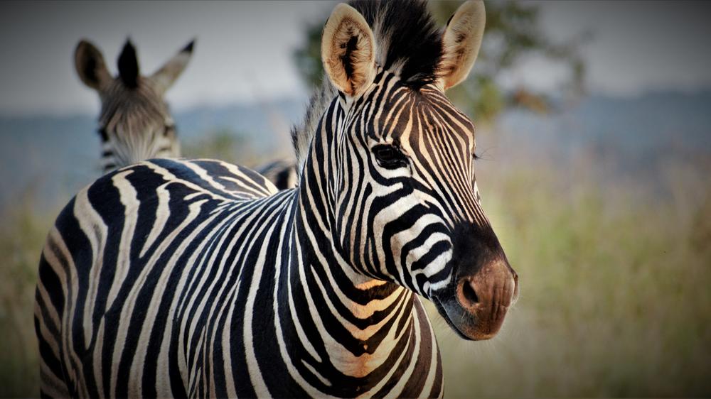 Leopard Mountain Safari Lodge