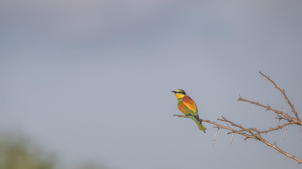 Leopard Mountain Safari Lodge