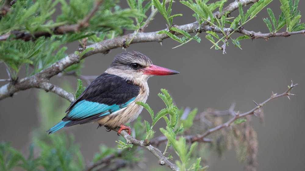 Leopard Mountain Safari Lodge