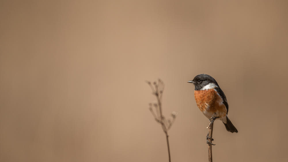 Leopard Mountain Safari Lodge