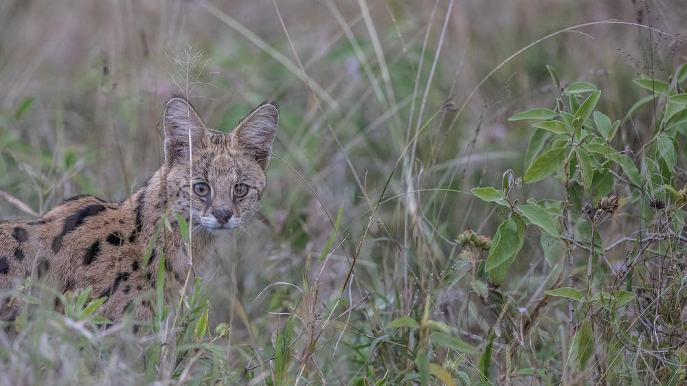 Leopard Mountain Safari Lodge