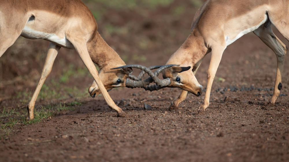 Leopard Mountain Safari Lodge