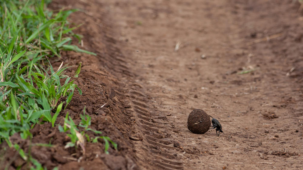 Leopard Mountain Safari Lodge