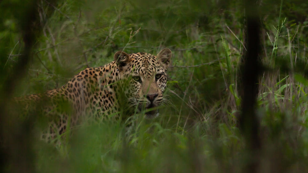 Leopard Mountain Safari Lodge