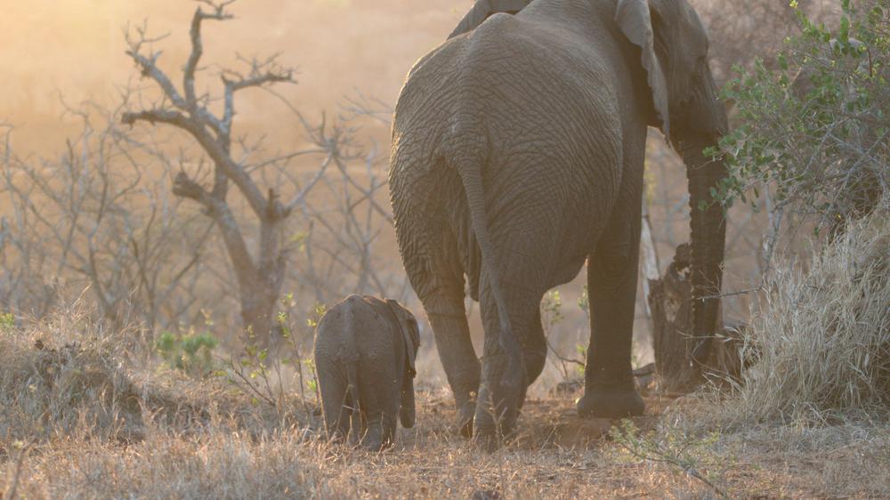 Leopard Mountain Safari Lodge