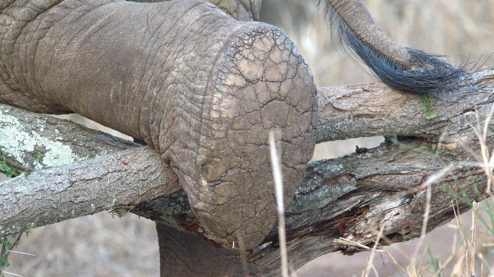 Leopard Mountain Safari Lodge