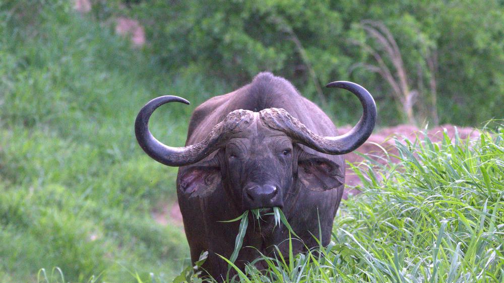 Leopard Mountain Safari Lodge