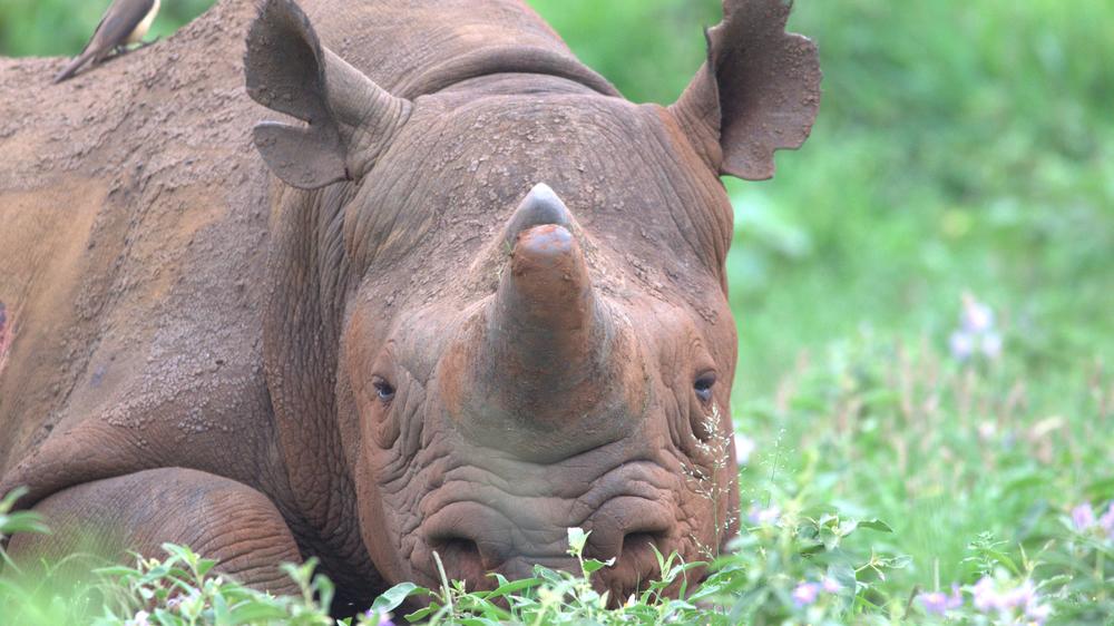 Leopard Mountain Safari Lodge