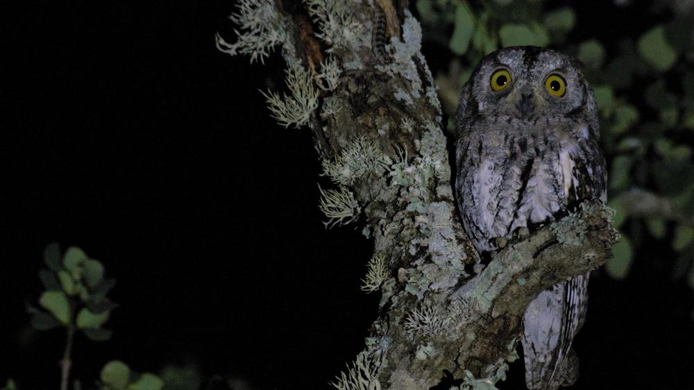 Leopard Mountain Safari Lodge