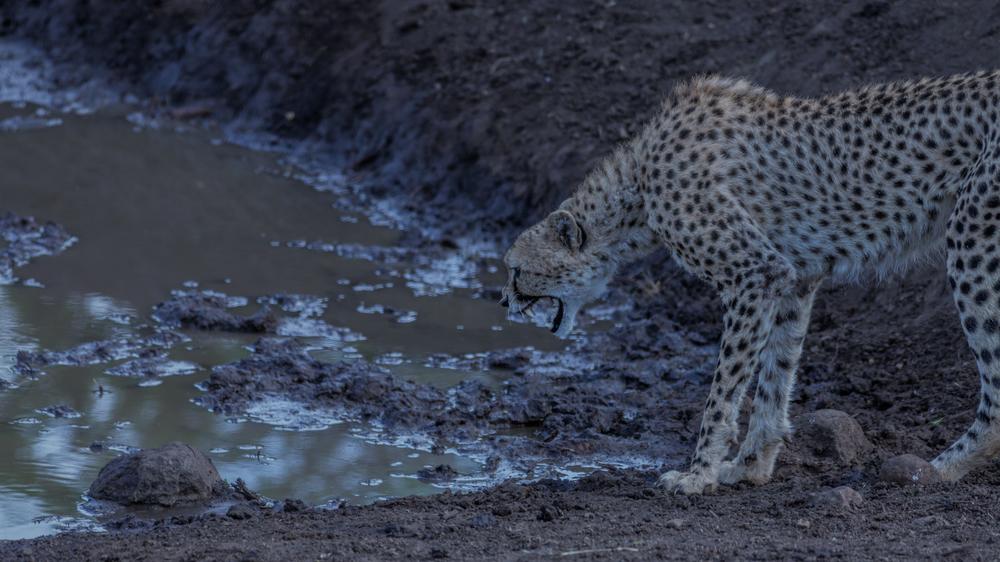 Leopard Mountain Safari Lodge
