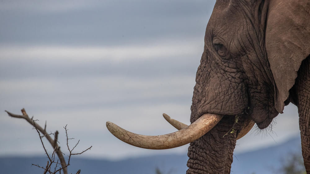 Leopard Mountain Safari Lodge