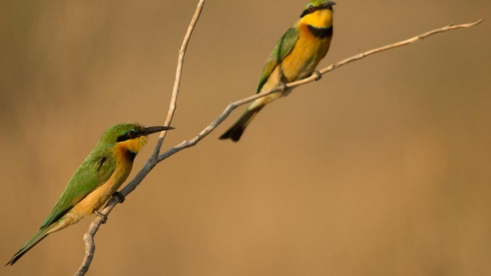 Leopard Mountain Safari Lodge
