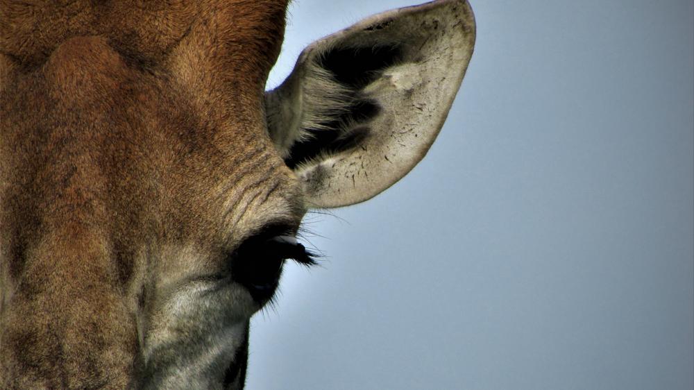 Leopard Mountain Safari Lodge