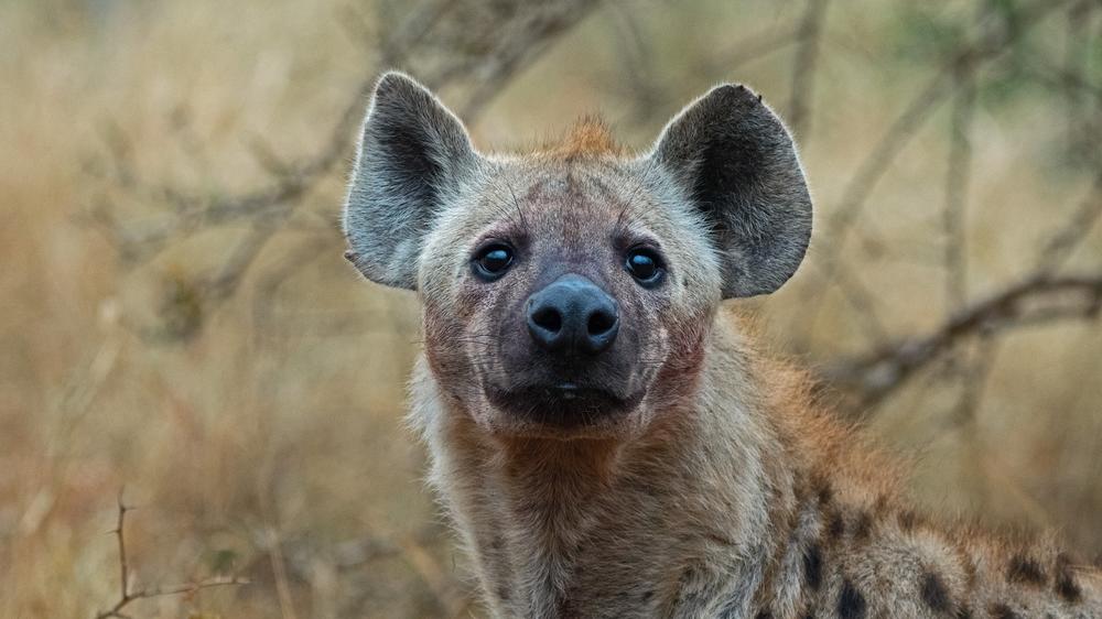 Leopard Mountain Safari Lodge