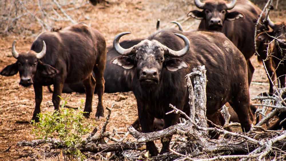 Leopard Mountain Safari Lodge