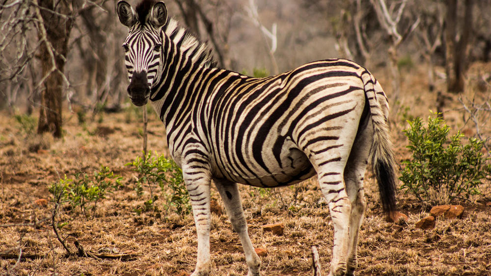 Leopard Mountain Safari Lodge