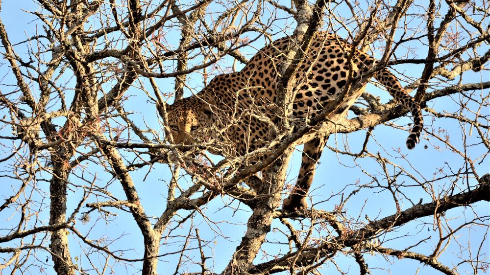 Leopard Mountain Safari Lodge