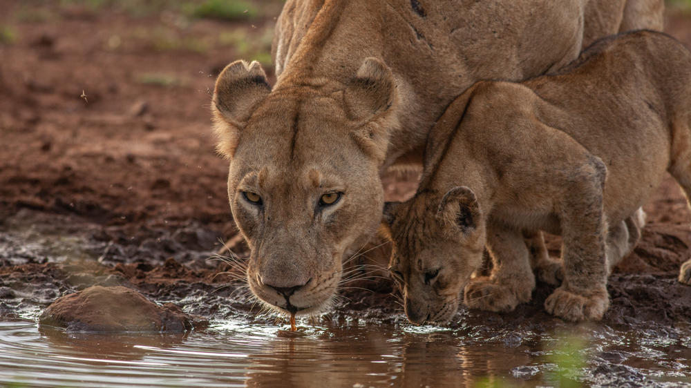 Leopard Mountain Safari Lodge