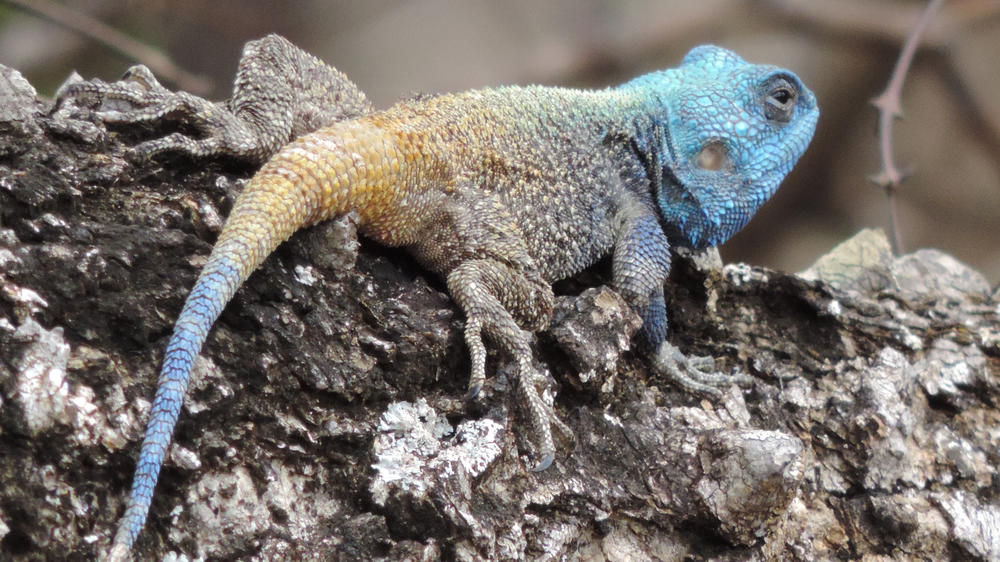 Leopard Mountain Safari Lodge