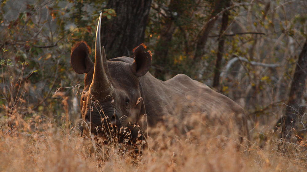 Leopard Mountain Safari Lodge