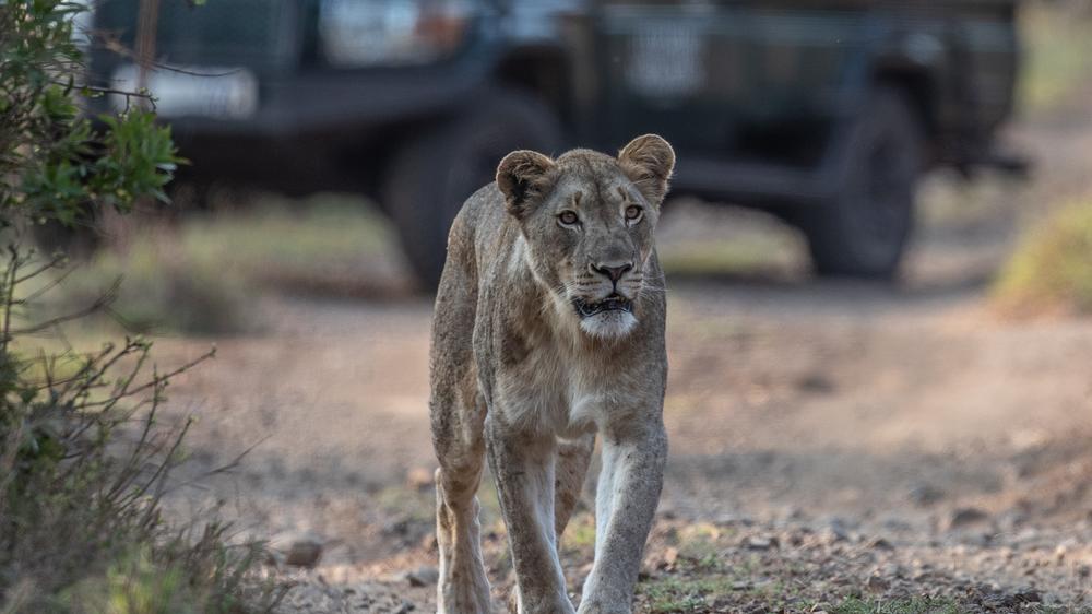 Leopard Mountain Safari Lodge