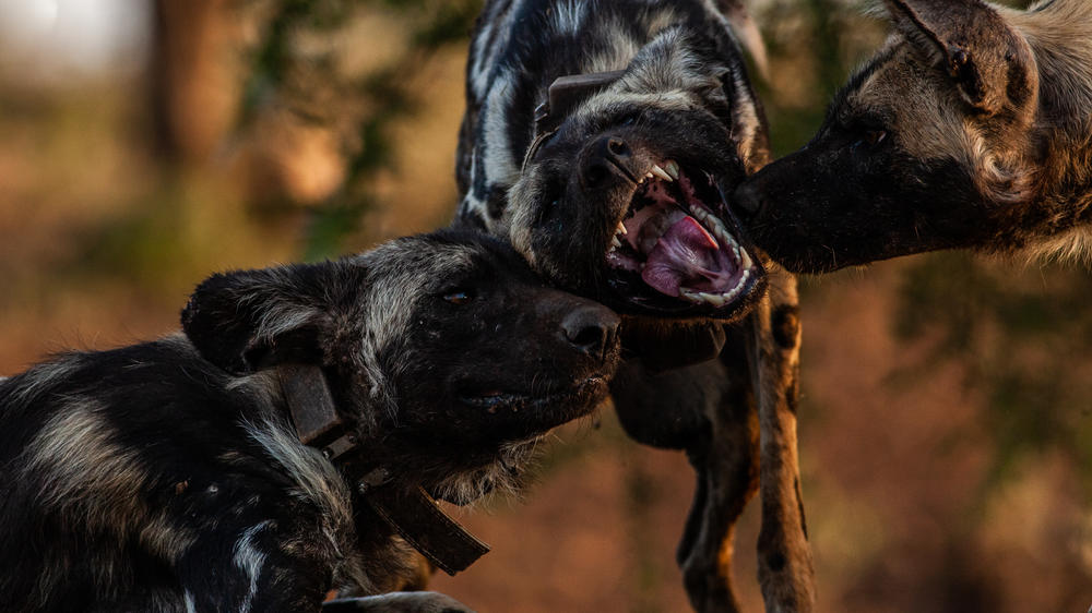 Leopard Mountain Safari Lodge