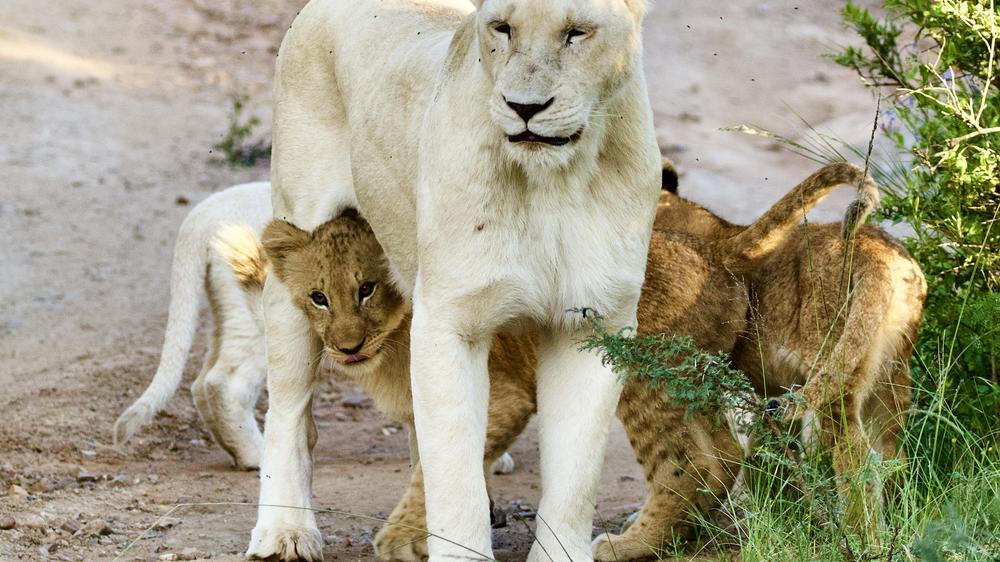 Pumba Msenge Bush Lodge